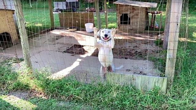 A starving dog hopelessly wags its tail at passersby, in the great hope that they will free it.