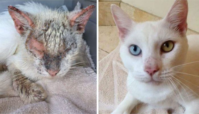 A stray cat opens its eyes for the first time in a long time and impresses everyone with its beauty