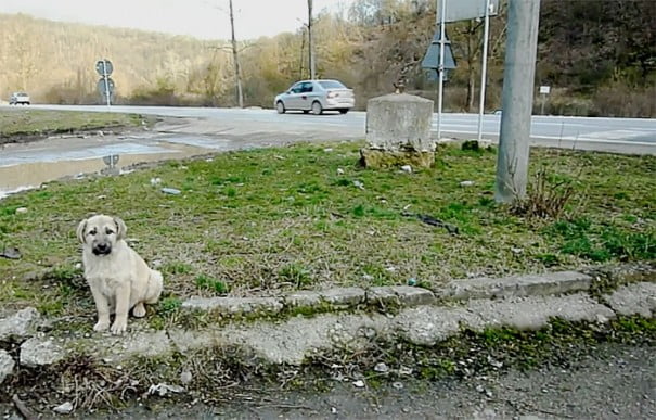 A stray puppy shakes hands with a rescuer after saving his life