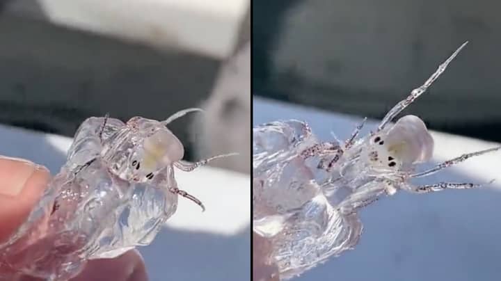 A transparent "alien" creature was found by a fisherman