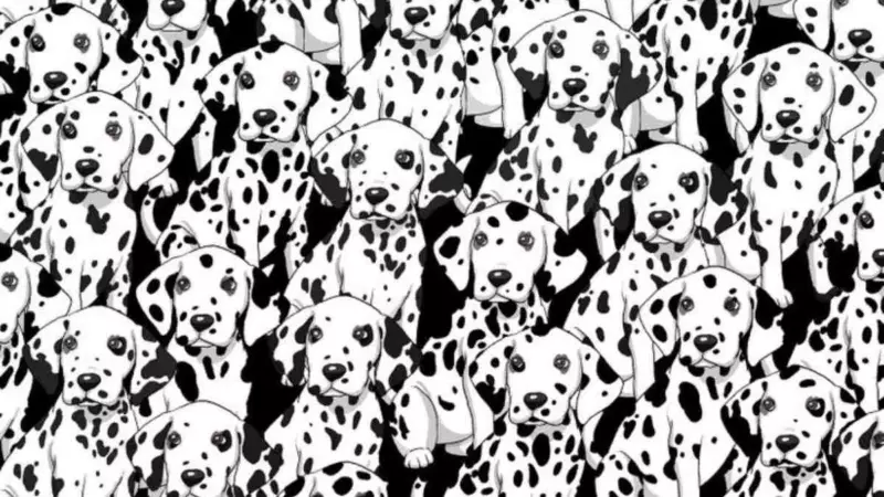 A tricky puzzle.  Can you spot a spotless dog among dalmatians?