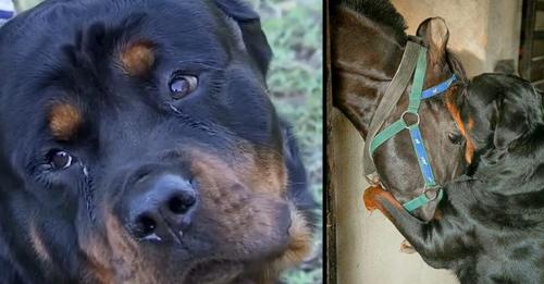 A true heroic act.  TWO ROTTWEILER RELEASES THE FAMILY HORSE IN THE MIDDLE NIGHT