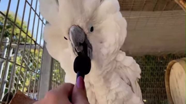 A very funny video about cute parrot interview.  A little mic interview, but that's just Sydney