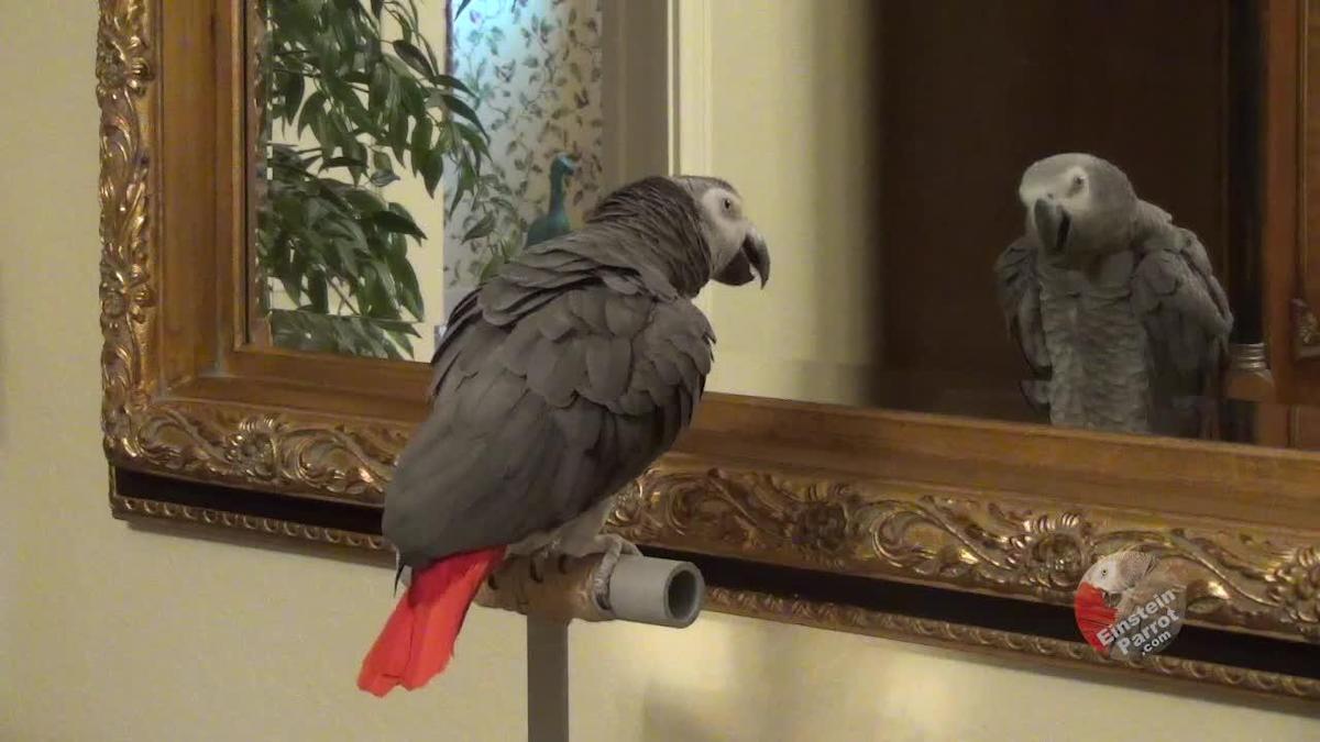 A very funny video of a parrot talking and conversing completely with its mirror image