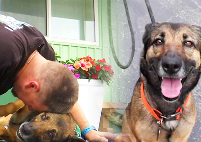 A veteran finds a dog and gives it all the love and care