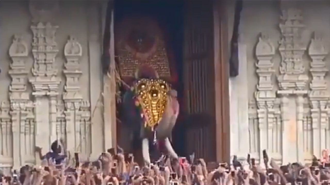 A video of India's tallest elephant has gone viral, killing 15 people so far