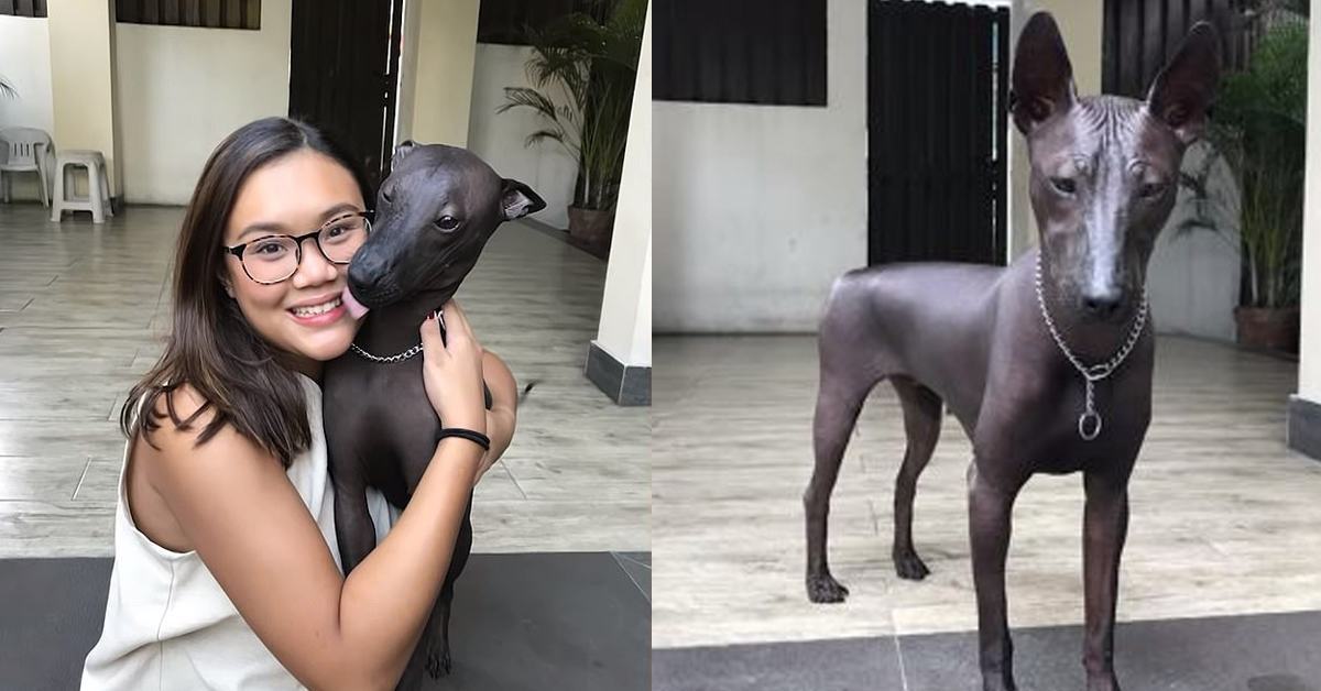 A video of a rare breed of dog went viral after it was mistaken for a statue