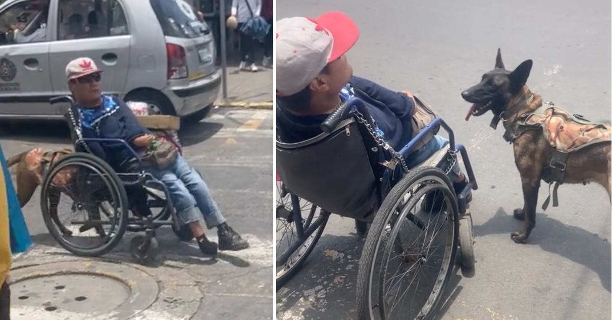 A viral video shows a loyal dog pushing its owner in a wheelchair