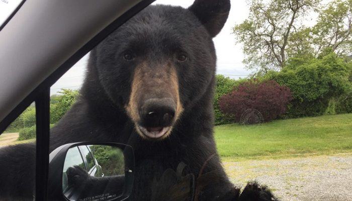 A woman in Rhode Island meets a large black bear, an encounter she didn't expect