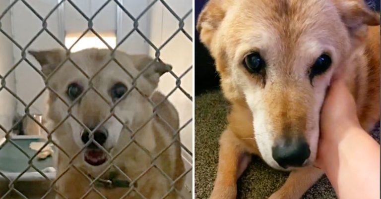 A woman insists on adopting a 14-year-old dog at the shelter