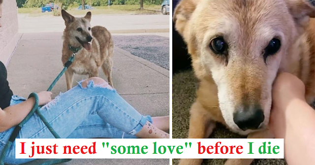 A woman insists on adopting a 19-year-old dog who has spent 14 years in a shelter