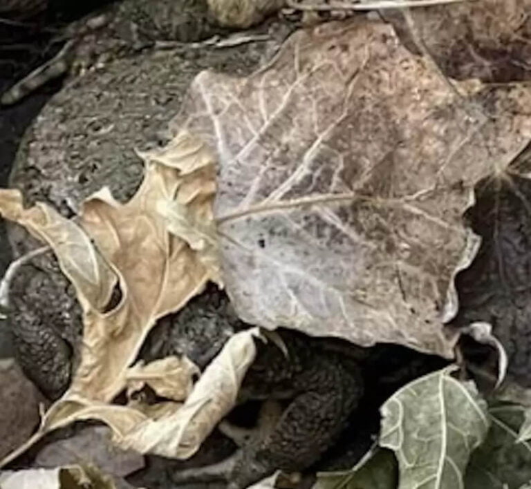 A woman notices someone hiding in a photo of a pile of leaves she took