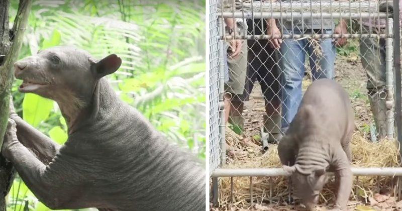 Abandoned circus seals are enjoying their first steps of freedom in 20 years