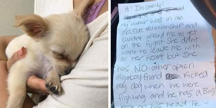 Abandoned dog at the airport with a touching message from its owner