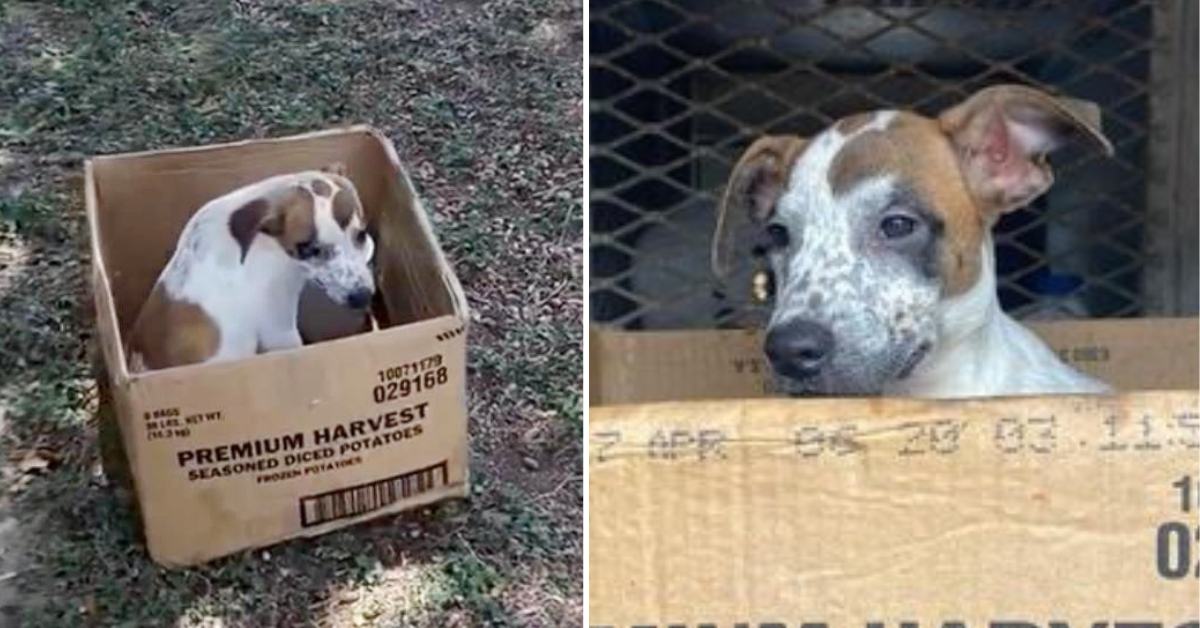 Abandoned loyal dog refuses to leave the cardboard box waiting for its owner to return