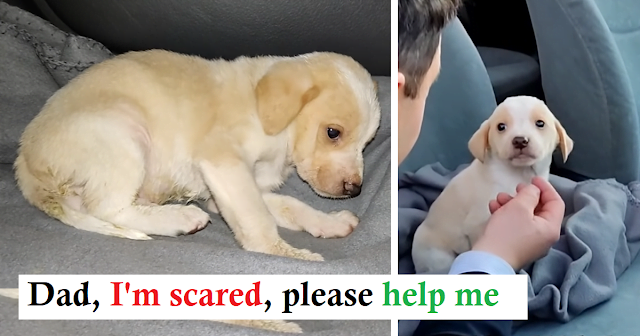 Abandoned puppy cried for 3 days before being found by rescuers