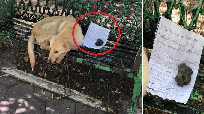 Abandoned puppy on a bench in Mexico with handwritten message rescued: 'He is a heart'