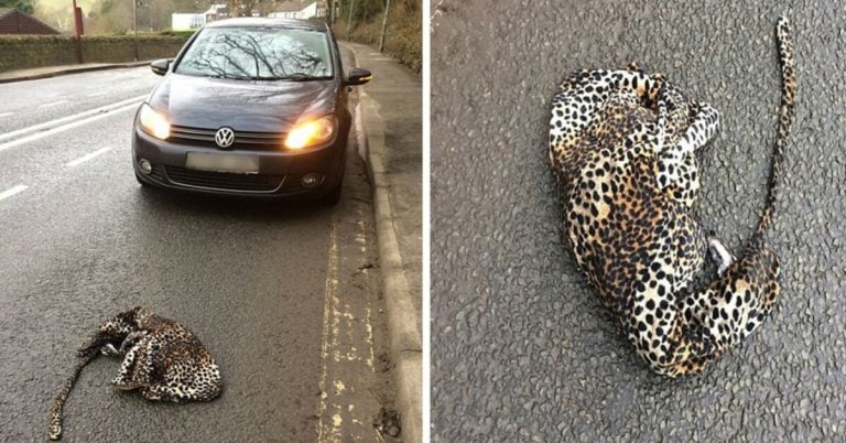 Afraid of an injured leopard lying on the road, the man stopped the car