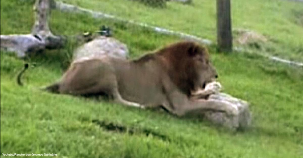 After 13 years in captivity, this lion tasted green grass for the first time