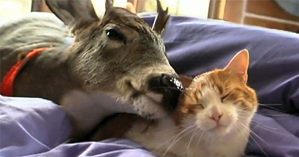 After being rejected by her mother, the baby deer found her best protector, this cute cat