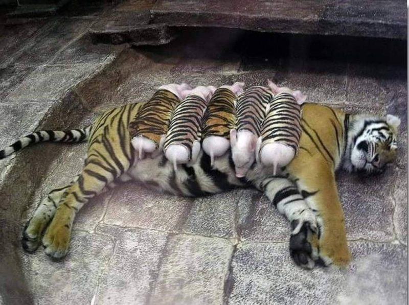 After losing her cubs, the tigress fell into a severe depression