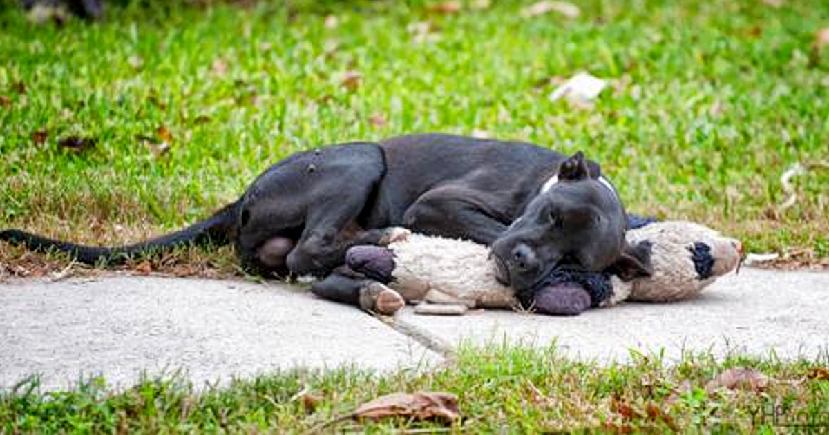 After people shared a photo of sleeping with a stuffed animal, the photo came to life