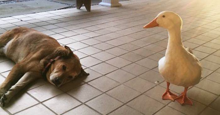 After this dog's best friend passed away, he suffered from depression for 2 years but then this duck appeared