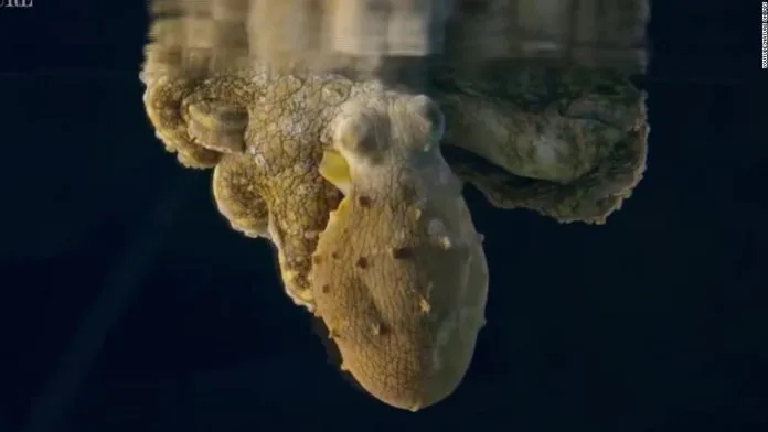 Amazing footage shows a sleeping octopus changing color as it dreams