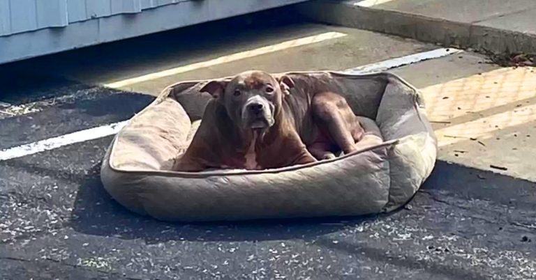 An abandoned dog in an empty parking lot has only her bed for comfort