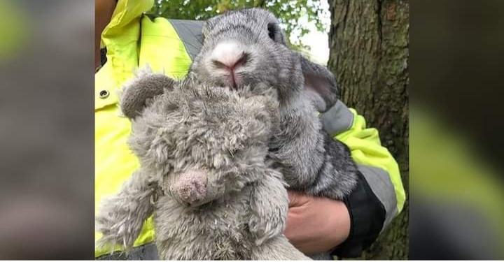 An abandoned rabbit was found in a cardboard box while holding his favorite teddy bear