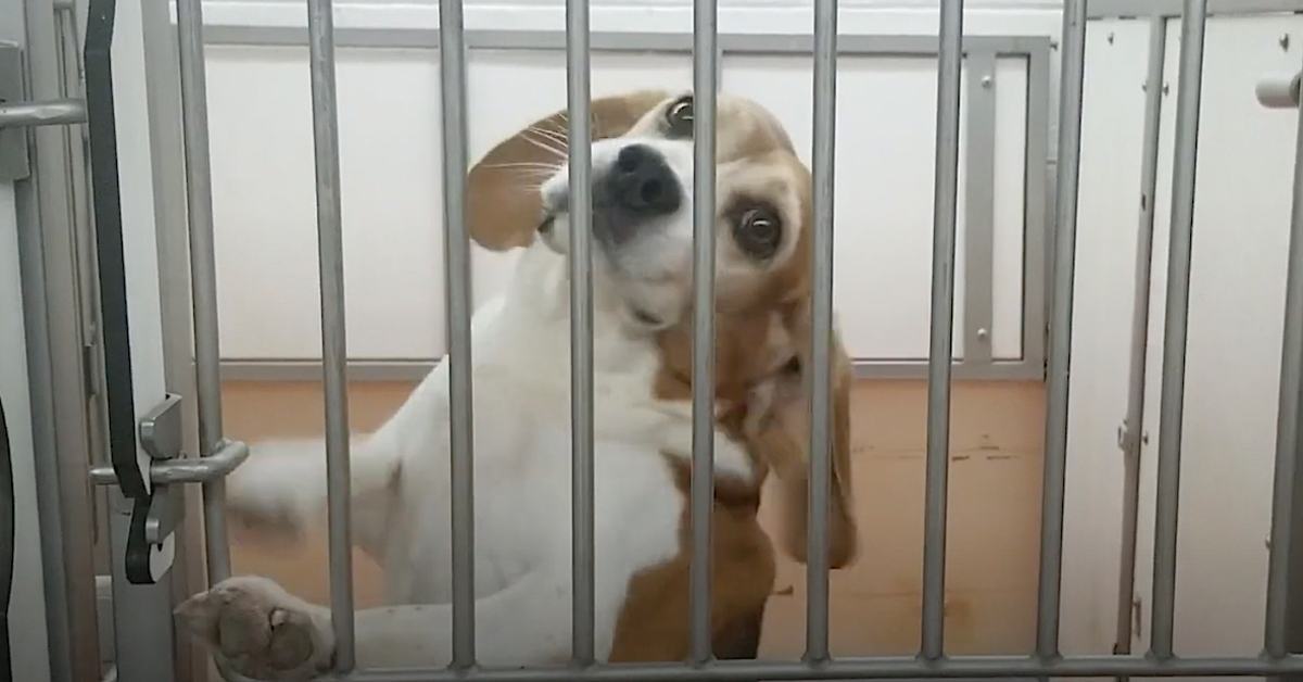 An adorable innocent hound sees the sun for the first time after being rescued from his cage