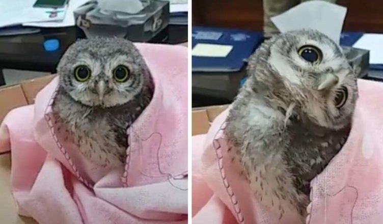 An adorable owl fell out of the nest and found itself in an interesting place