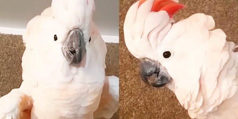 An angry cockatoo throws priceless curses at bedtime