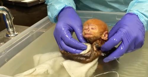 An endangered baby monkey melts the hearts of millions with its adorable 'cuddle' in its first bath