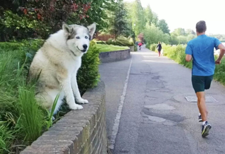 An old Siberian husky patiently waits for Boops to stay in the same place day after day