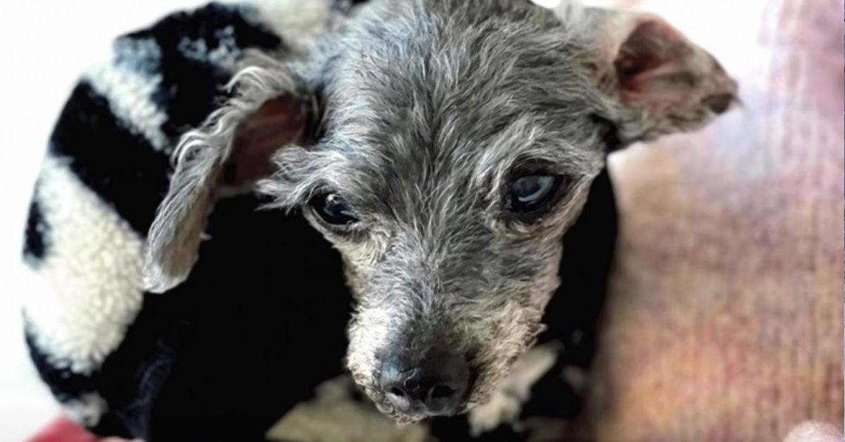 An old dog abandoned outside shelter with his toys