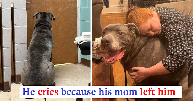 An old dog cries when its owner has to give it to a shelter—because it's looking for a new forever home-!