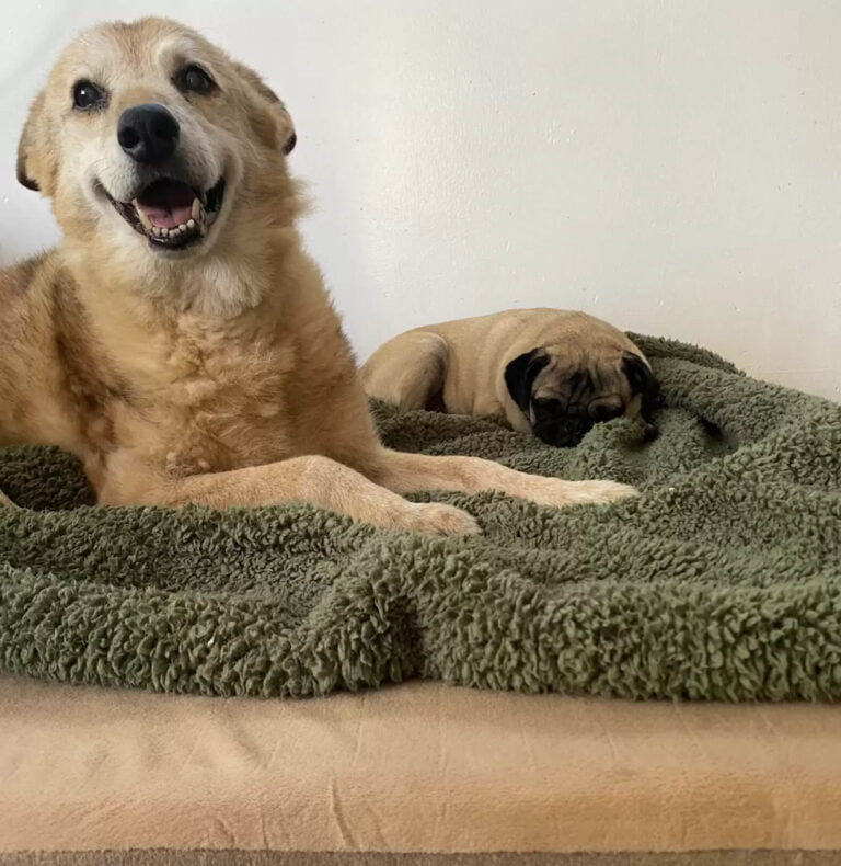 An older dog from the shelter sleeps in a new bed for the first time