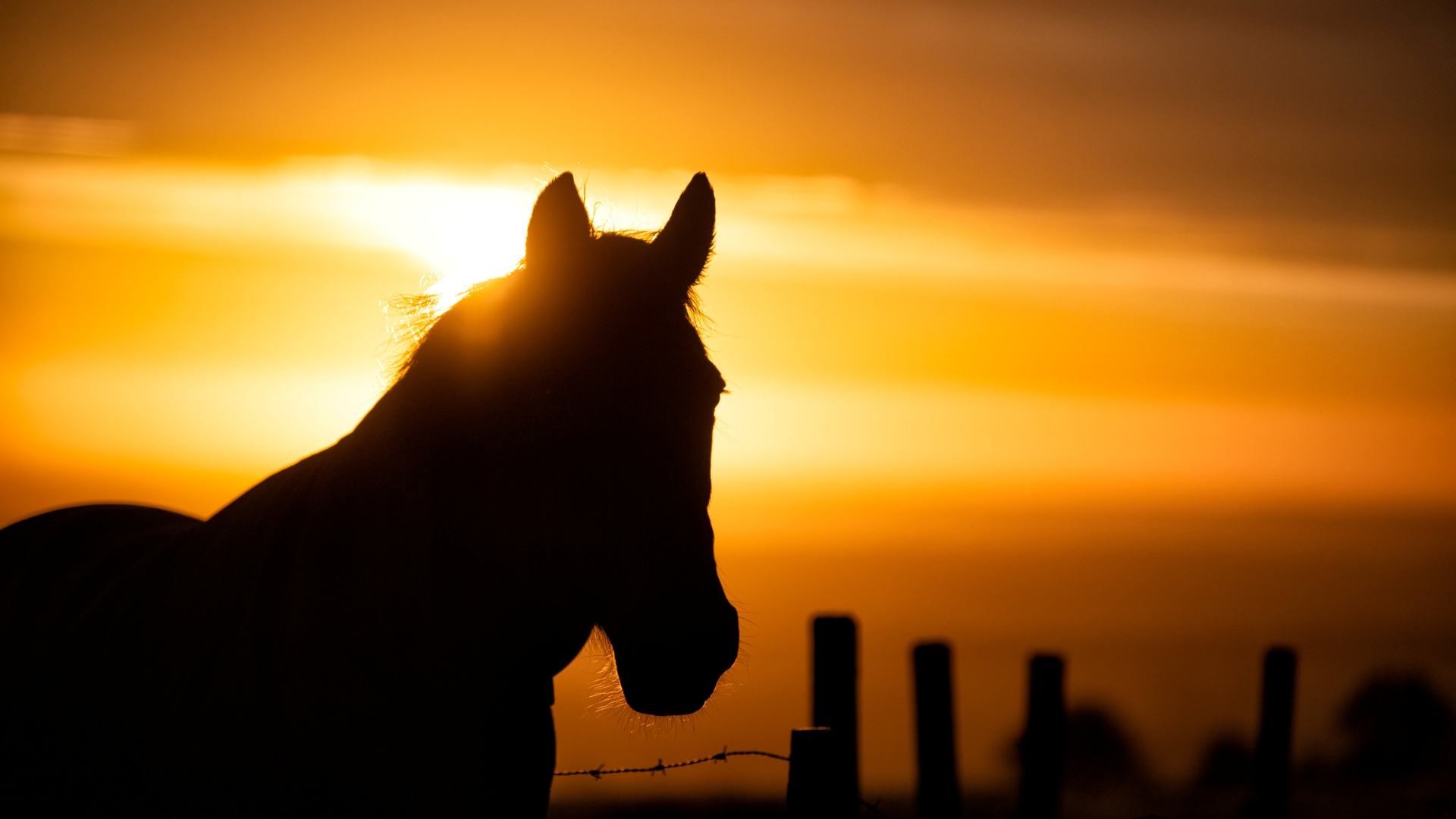 An optical illusion showing the silhouette of a horse is confusing people.  Can you tell in which direction it is facing?