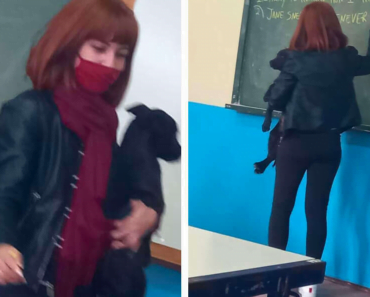 Animals Random Pup Wonders entered the class and was comforted by the teacher