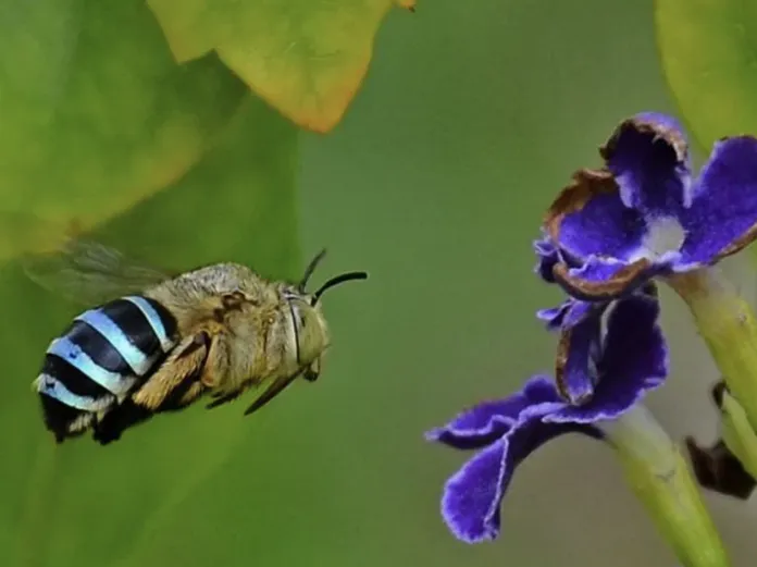 Australia's blue bee went viral after people found out it existed - Did you see it?