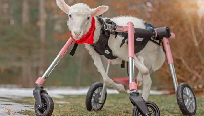 Baby lamb is able to stand on his own for the first time thanks to his unique wheelchair