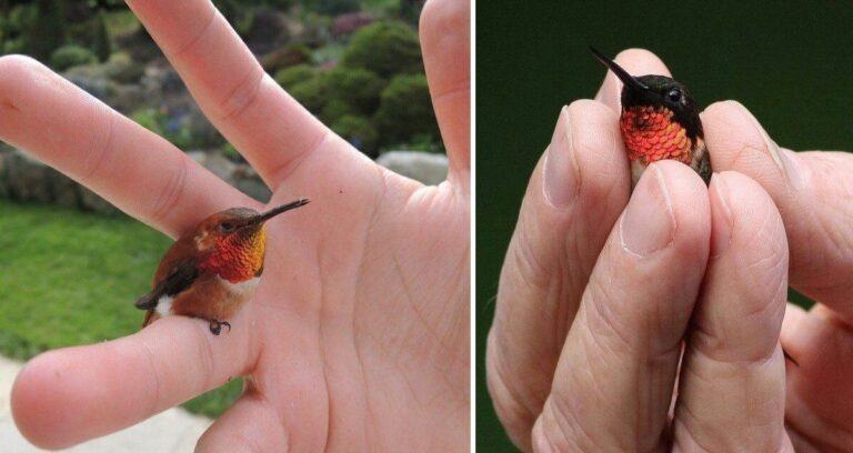 Beautiful Little Bee Hummingbird-The Smallest Bird In The World