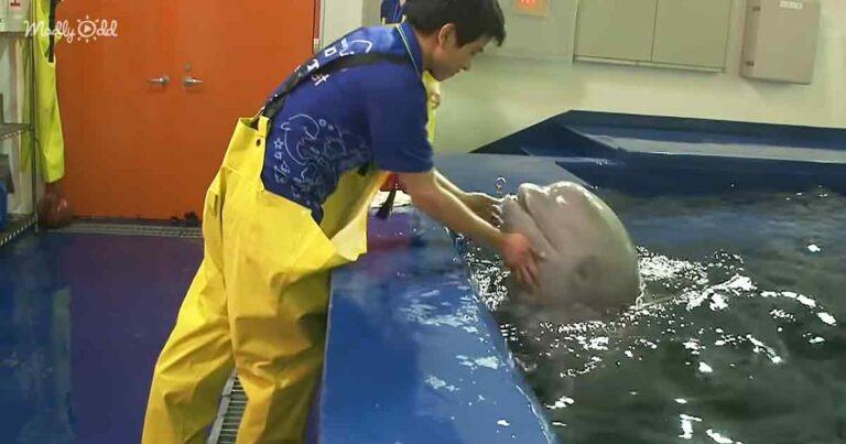 Beluga whale loves her beloved zookeeper the most