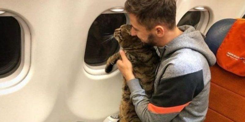 Big Cats Aren't Allowed On Planes, But Here's What His Successful Cat Did