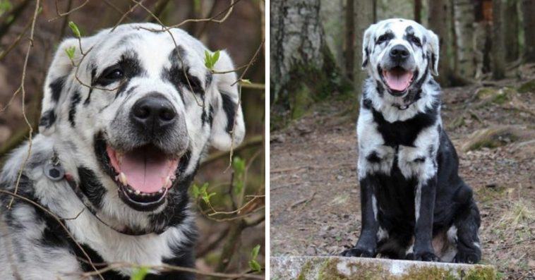 Blaze, the weirdest multicolored labrador that netizens are enamored with!