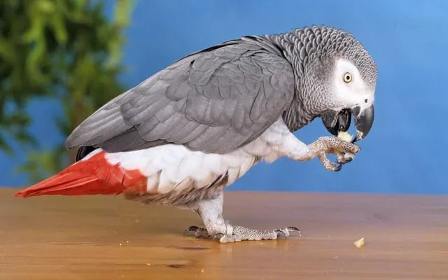 British Parrot disappeared for 4 years and came back to speak Spanish