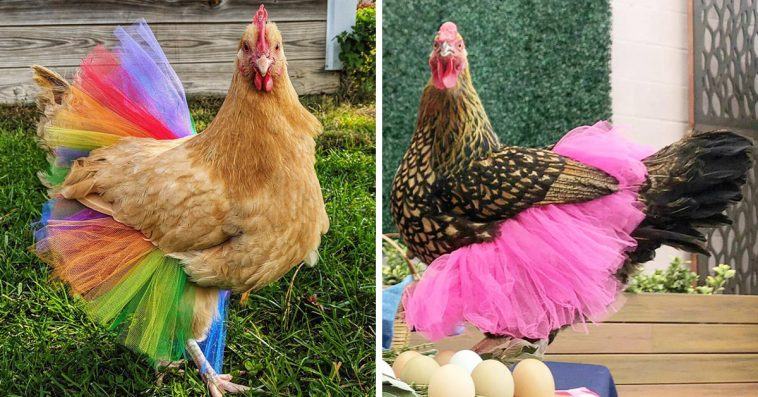 Chicken in tutus is a thing now, and we really don't know what to think