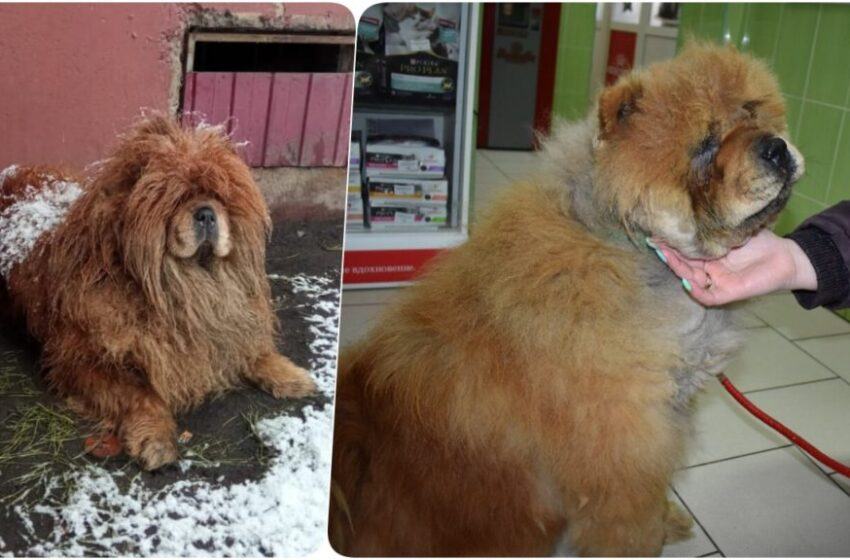 Chow chow wandered the snowy roads for a month in search of his owner.  You don't see anything