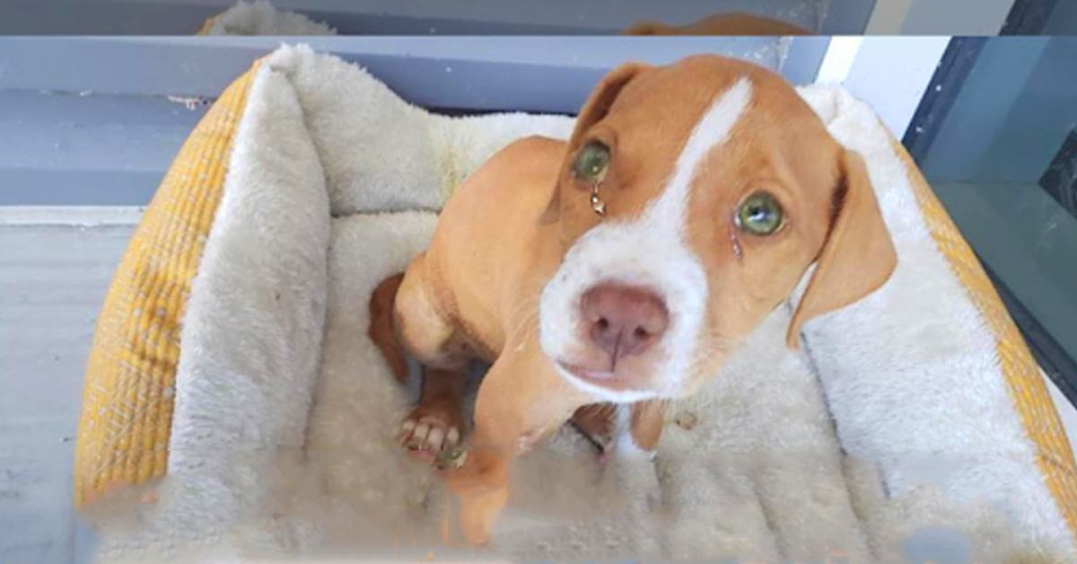 Confused dog with teary eyes outside local shelter